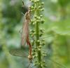 Nephrotoma flavescens